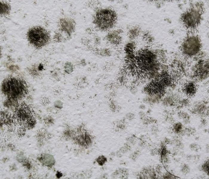 Close shot of mold growth on wall.